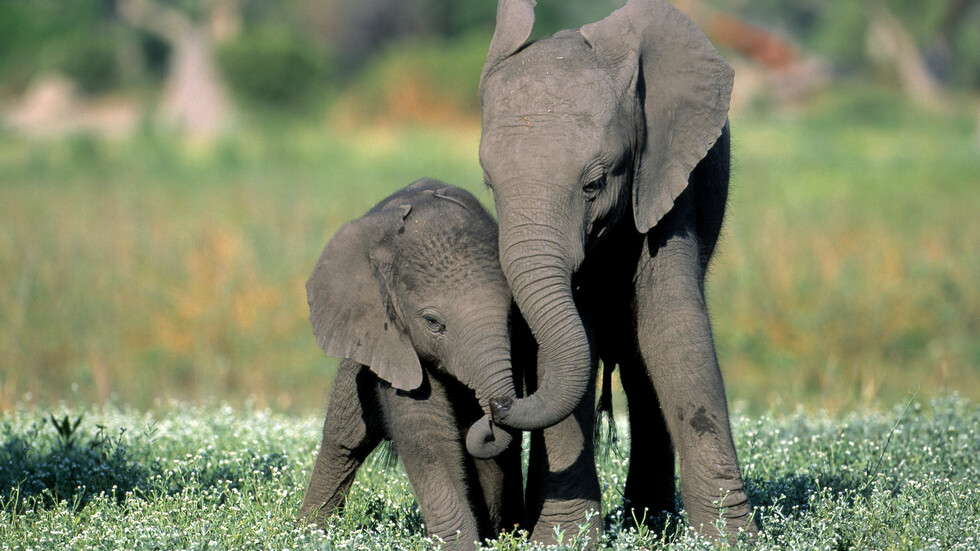 دراسة: الأفيال تمنح بعضها البعض أسماء "مثل البشر"