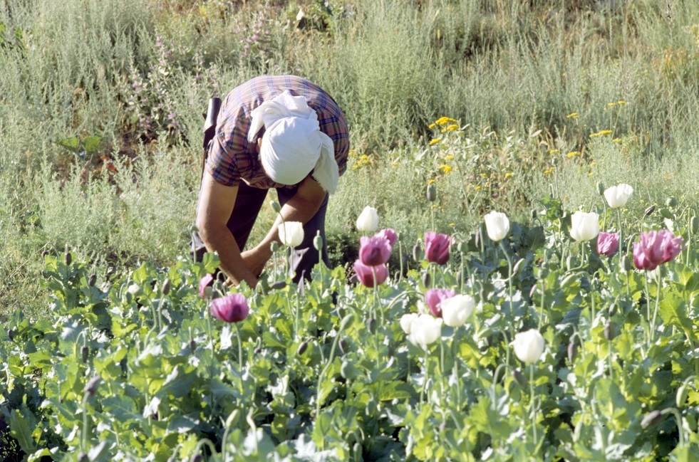الأمم المتحدة: أفغانستان خفضت بشكل حاد زراعة خشخاش الأفيون