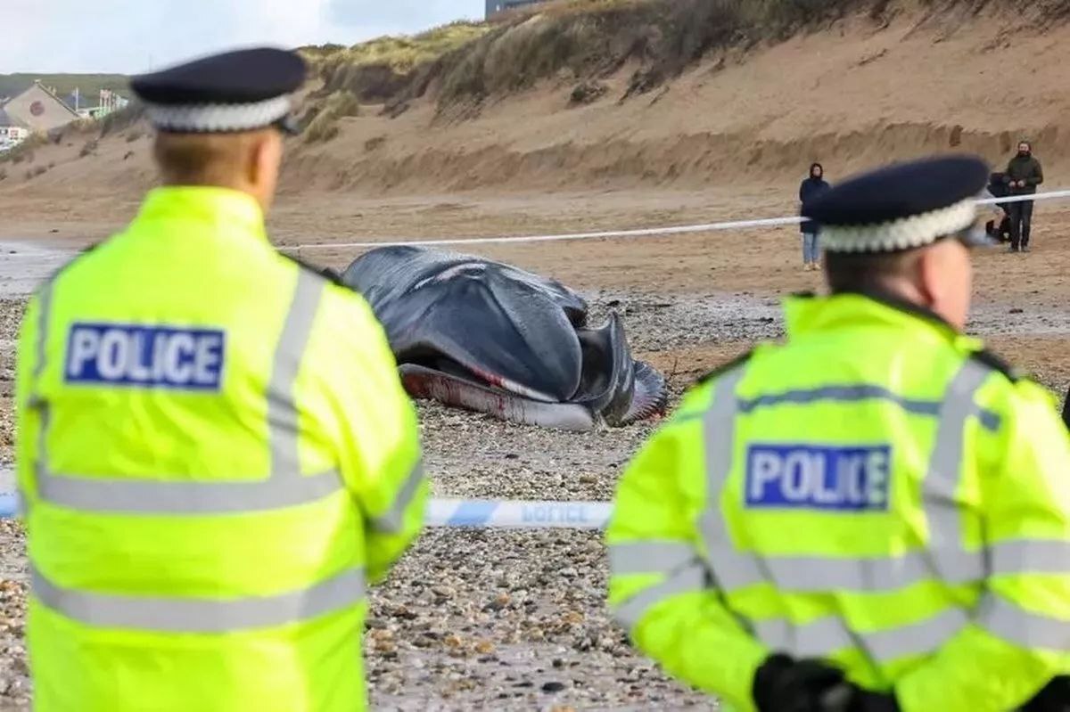 العثور على حوت ضخم يبلغ طوله 16 مترا نافقا على شاطئ في بريطانيا (صور+ فيديو)