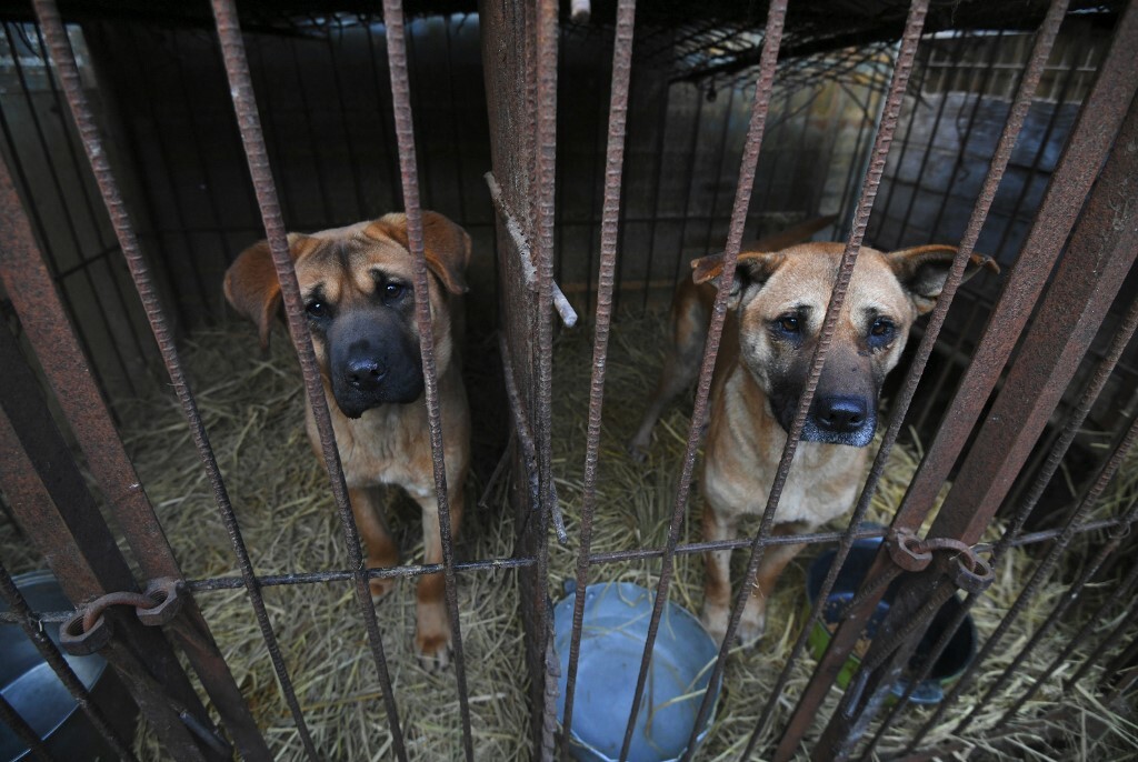 كوريا الجنوبية.. مسعى لسن تشريع خاص لإنهاء استهلاك لحوم الكلاب