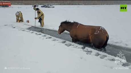 إنقاذ خيول سقطت في مياه بحيرة متجمّدة بمقاطعة روسية