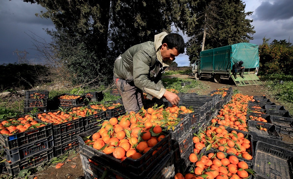 عامل جزائري يجمع البرتقال في بوفاريك - الجزائر.