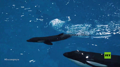 بالفيديو.. لأول مرة في روسيا الحوت القاتل تلد في الأسر
