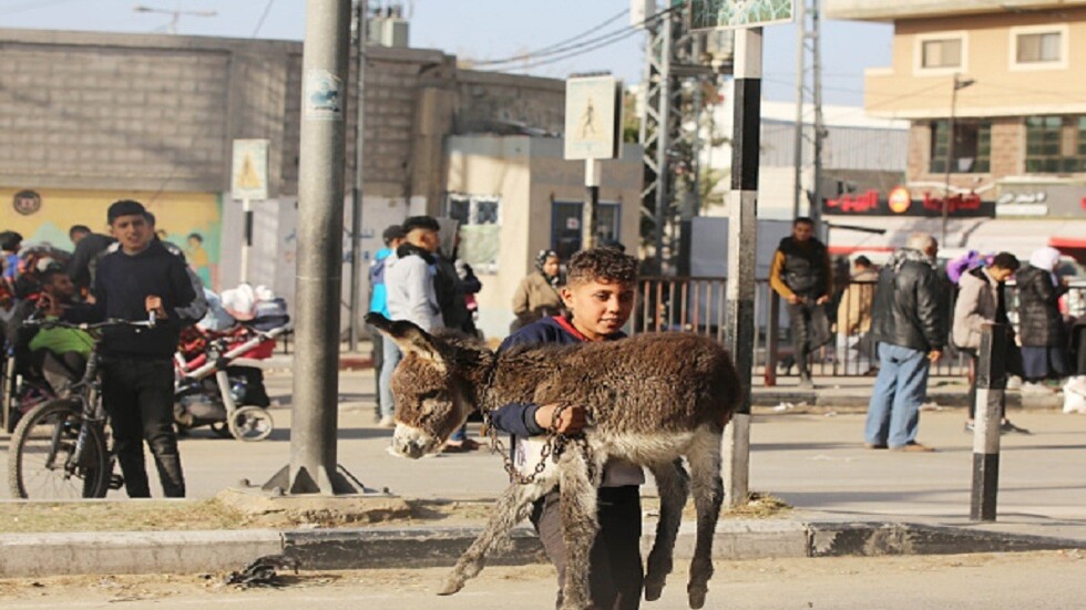 تحرك إفريقي برازيلي لحماية الحمار المغربي من 