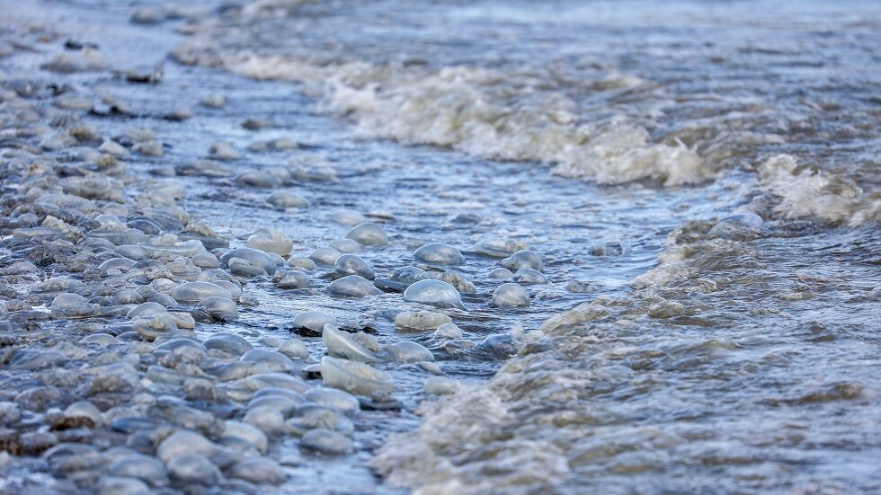 ظواهر غير عادية في الطبيعة بعد تفجير قوات كييف محطة كاخوفسكايا الكهرومائية