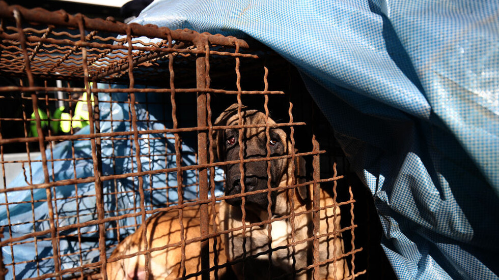 برلمان كوريا الجنوبية يصادق على تشريع يحظر ممارسة عمرها قرون