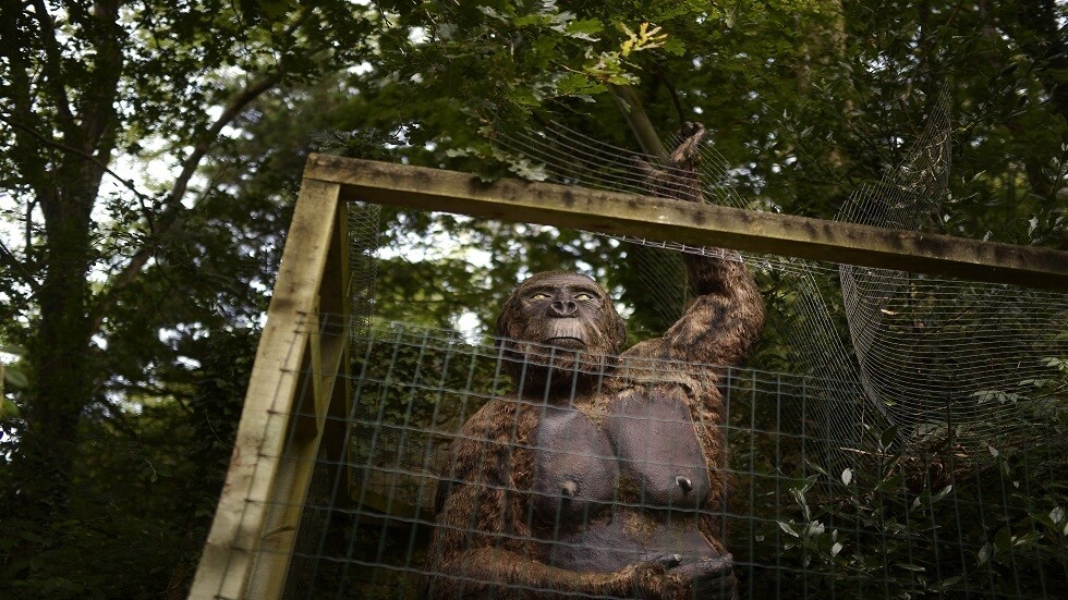 كشف السبب الرئيسي لانقراض قرود "جيغانتوبيثيكوس" الضخمة