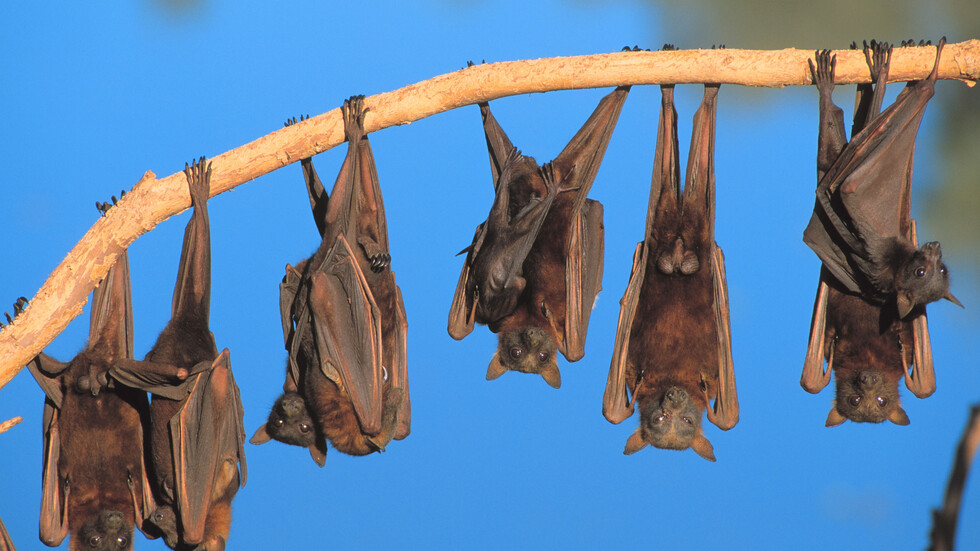 الحمض النووي "للأبطال الخارقين" قد يحمل مفتاح علاج مرض السكري