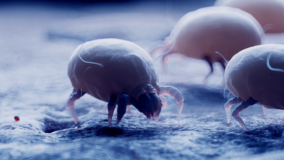 قد تظن أنها نزلة برد.. علامة تحذيرية لانتشار عث الغبار!