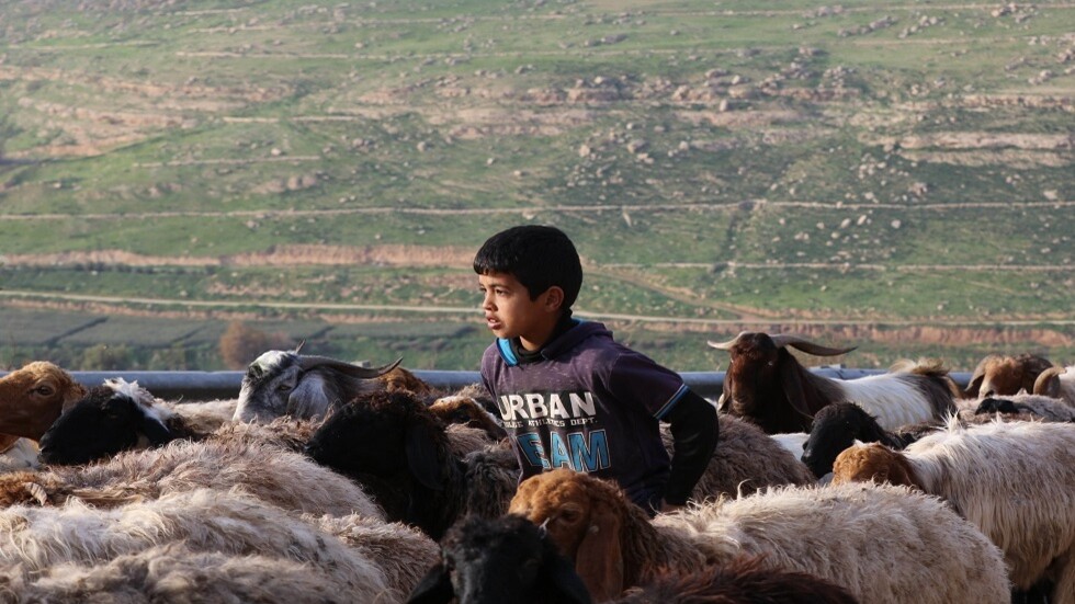 "اللسان الأزرق" يحظر على الصين استيراد الحيوانات المجترة من العراق