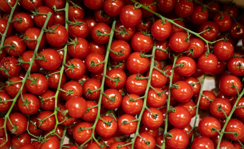 الطماطم الأردنية تتدفق إلى إسرائيل بعد توجيه 