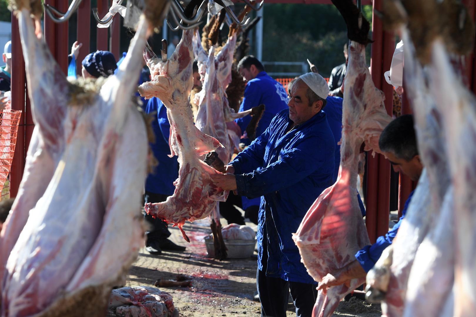دولة عربية من كبار المستوردين.. روسيا تضاعف بنحو 10 مرات صادرات لحم الضأن في 2023