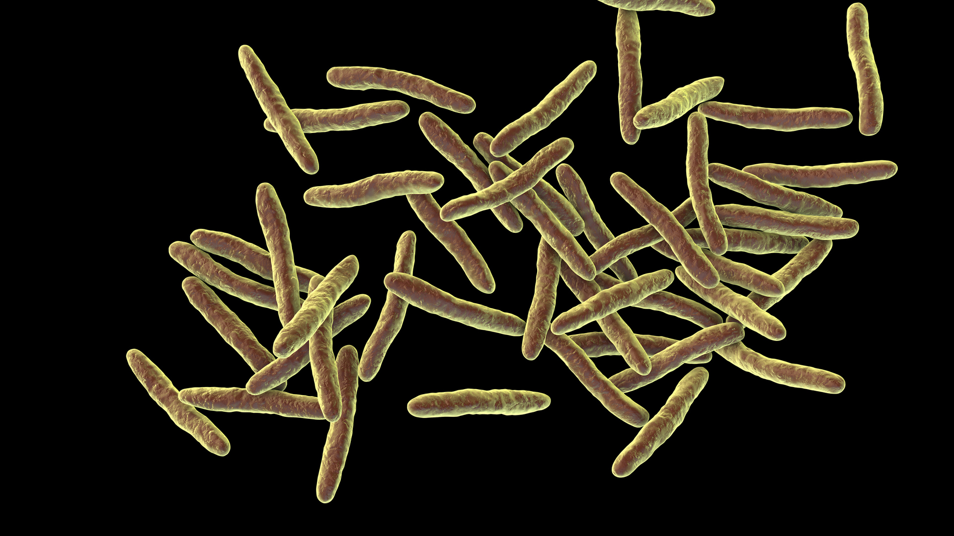 صورة تعبيرية لبكتيريا المتفطرة القرحة