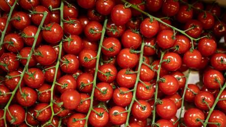 الطماطم الأردنية تتدفق إلى إسرائيل بعد توجيه 