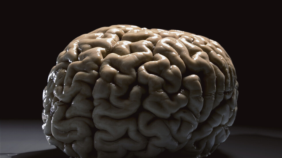 إنشاء أول أنسجة دماغية في العالم بالطباعة ثلاثية الأبعاد تحاكي الأنسجة الطبيعية