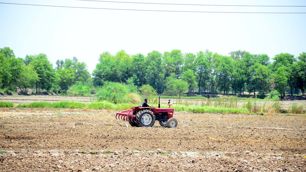 القاهرة تعلن عودة الفراولة المصرية إلى السعودية