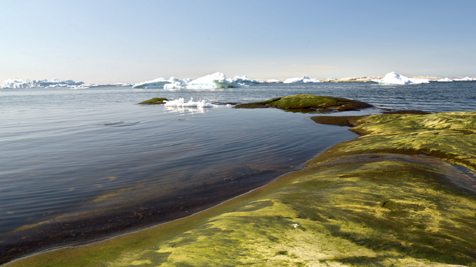 في تطور خطير.. غرينلاند تتحول إلى اللون الأخضر