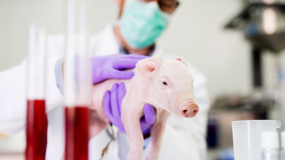 اليابان.. "إنتاج خنازير" بأعضاء مناسبة لعمليات زرع الأعضاء البشرية