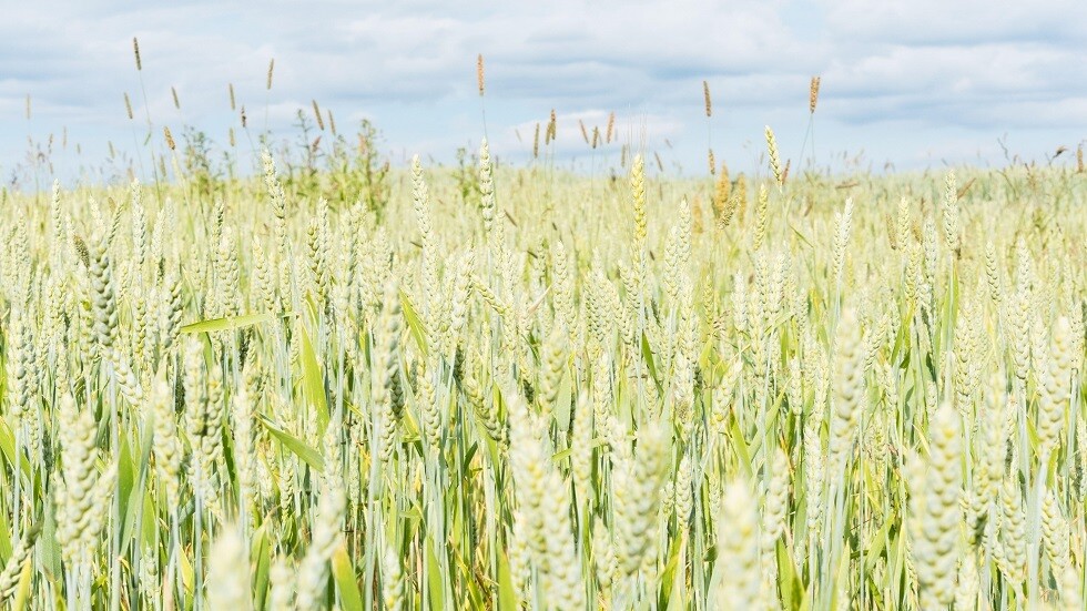 لأول مرة من كالينينغراد.. روسيا تشحن بحرا 26 ألف طن من القمح إلى تونس