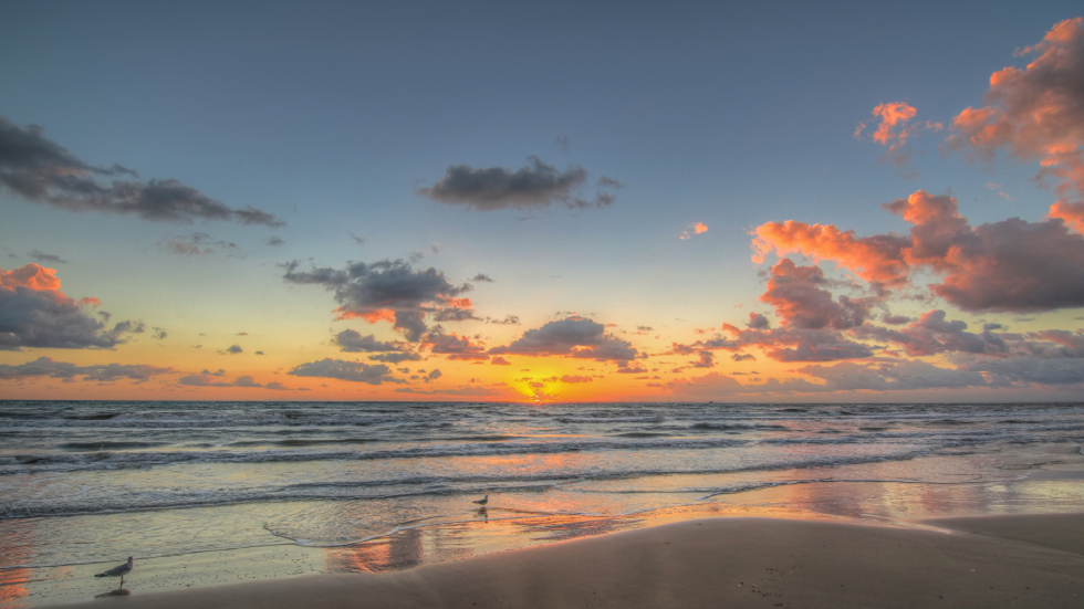 "سيد التنكر".. تنين أزرق سام يظهر على شواطئ تكساس