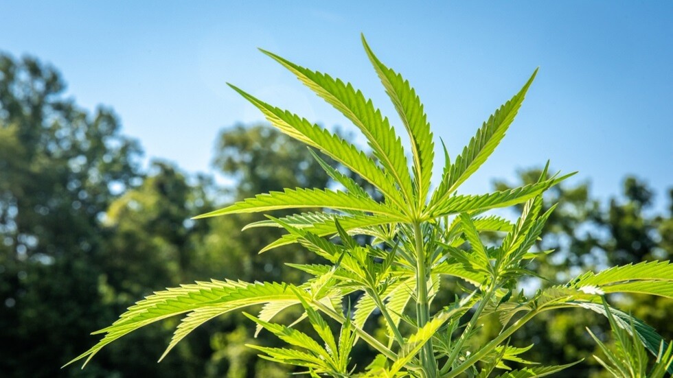 زيلينسكي يشرع استخدام الماريجوانا