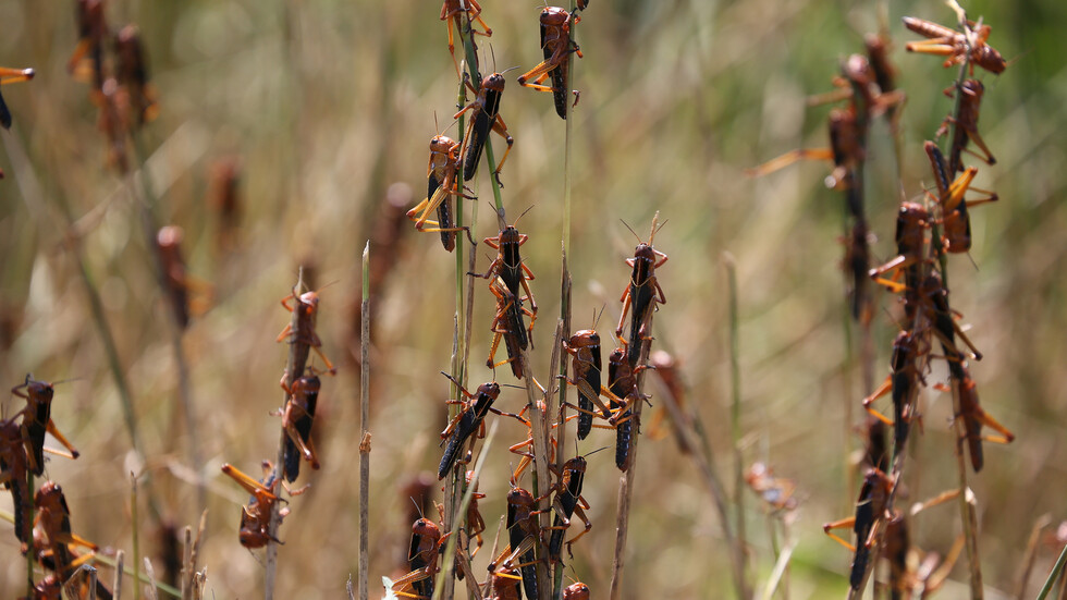 الجراد خطر يهدد الأمن الغذائي العالمي يفاقمه الاحتباس الحراري
