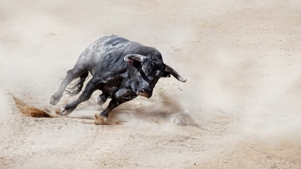 الثيران وعلاقتها بكشف أسرار خصوبة الرجال