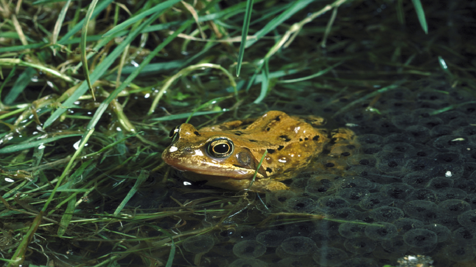 اكتشاف غير مسبوق.. فطر 