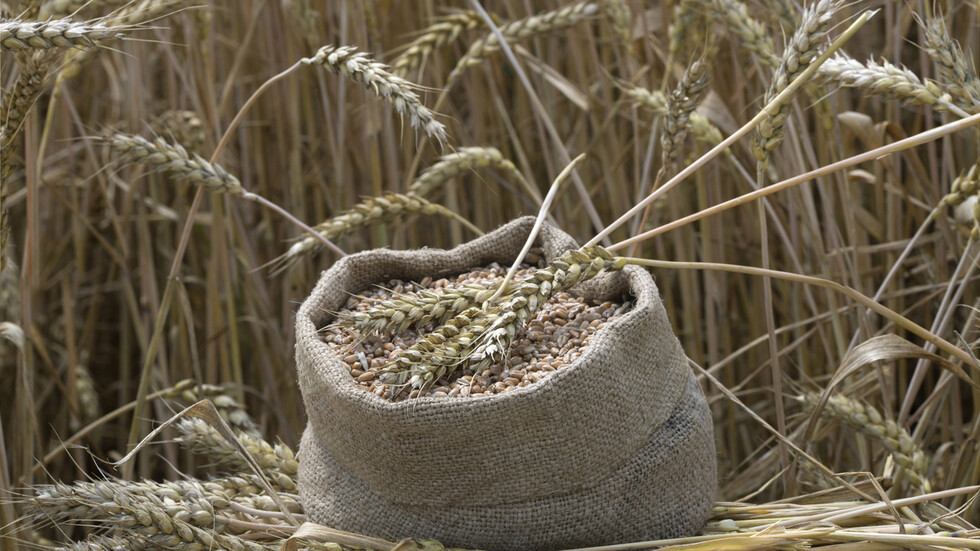 روسيا أكبر موردي القمح إلى مصر.. بيانات تكشف عن زيادة في الشحنات
