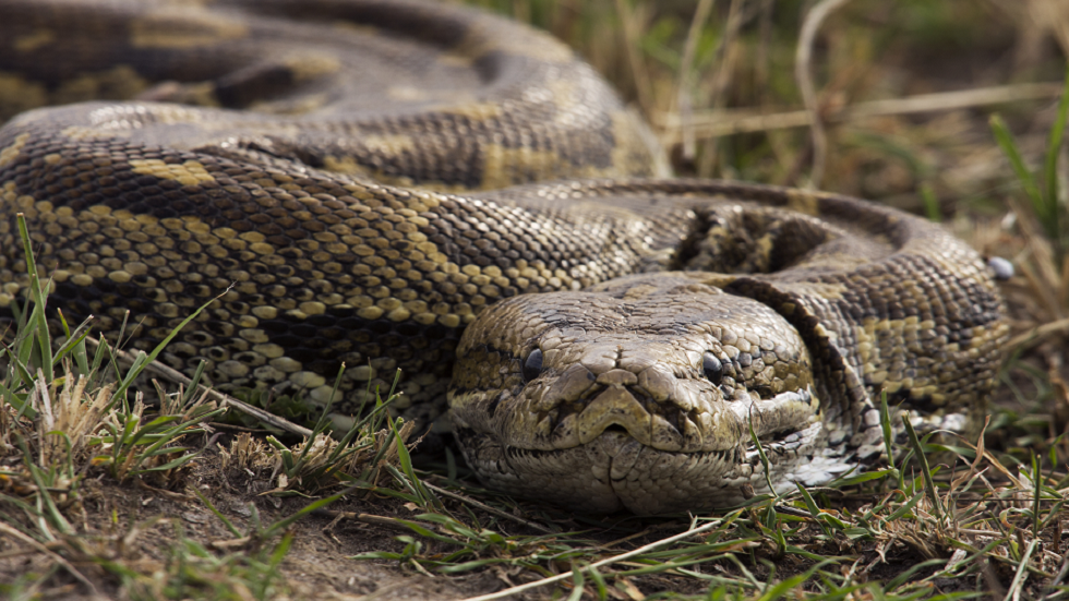 اكتشاف "أكبر ثعبان" في العالم