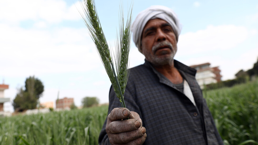 روسيا أكبر موردي القمح إلى مصر