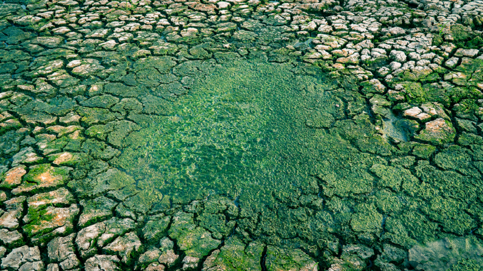 أطباق المأكولات الشعبية 