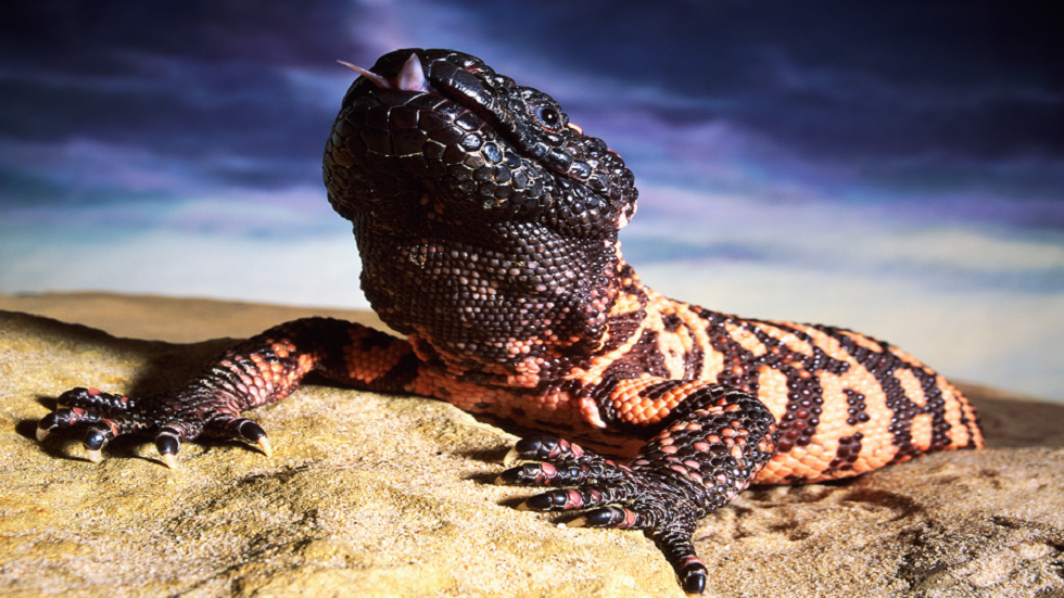 وفاة رجل بلدغة "وحش هيلا"!