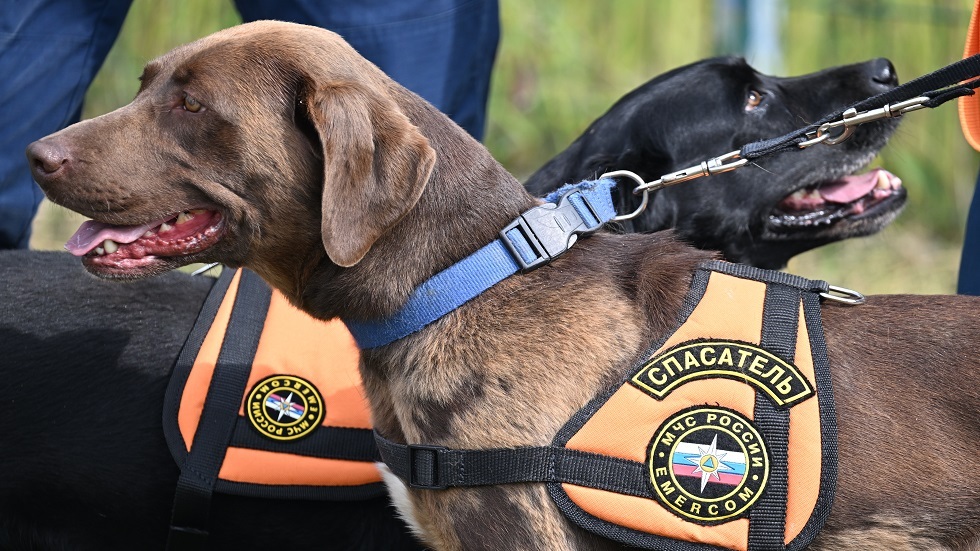 وزارة الطوارئ الروسية تجهّز كلاب الإنقاذ بكاميرات خاصة