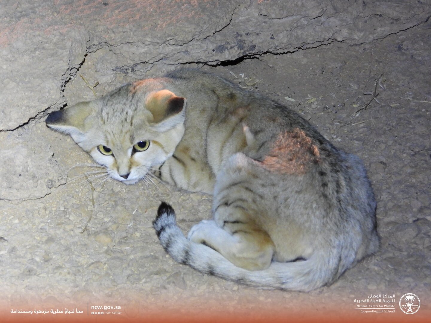 السعودية.. رصد القط الرملي في محمية الوعول لأول مرة (صور)
