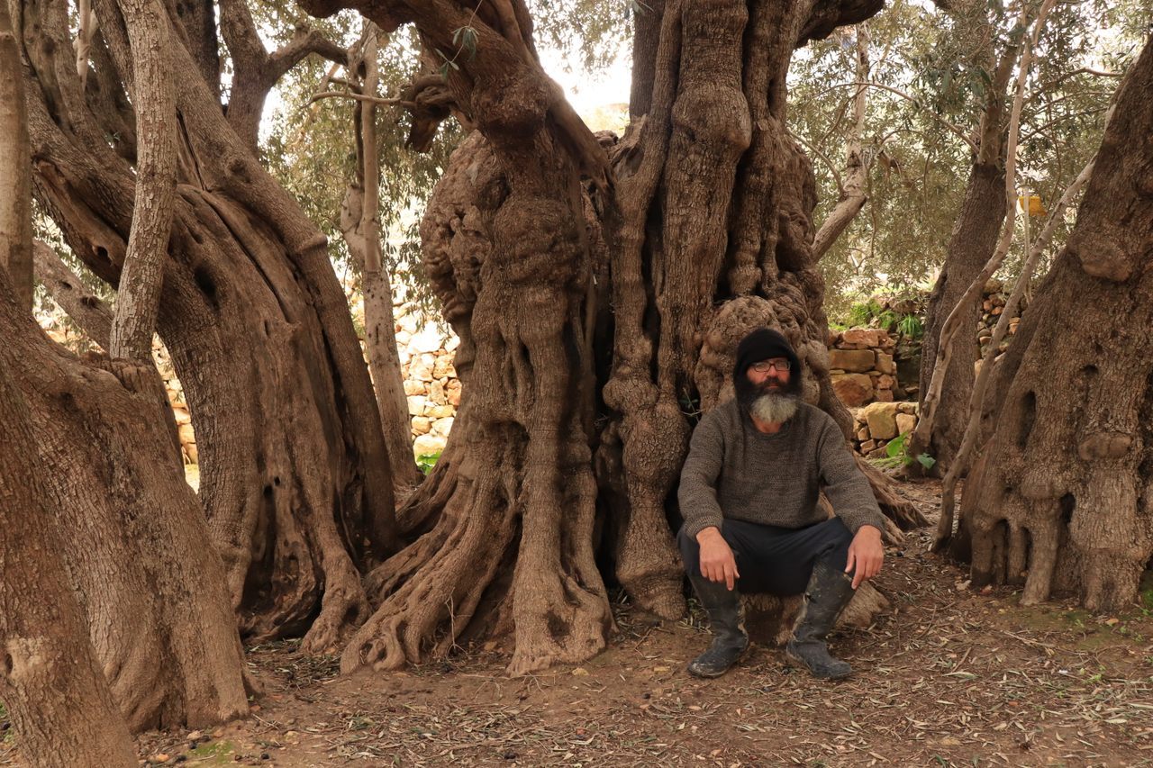 صلاح أبو علي يجلس تحت شجرة الزيتون المعمرة، قرية الولجة، غرب مدينة بيت لحم.