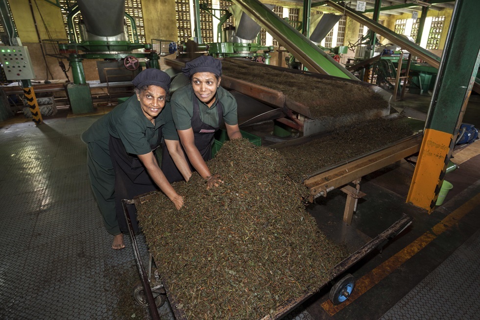 مصنع شاي في سريلانكا