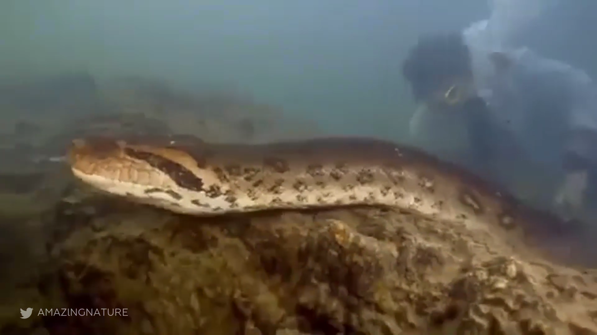 بالفيديو.. علماء يسبحون إلى جانب أكبر ثعبان في العالم