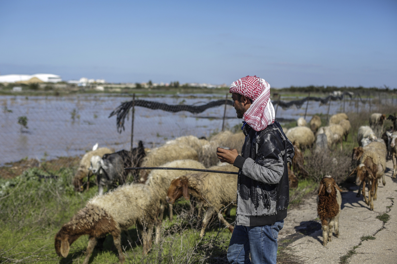 مستوطنون يهدمون منشآت زراعية ويسرقون الأغنام بالضفة الغربية (صور)