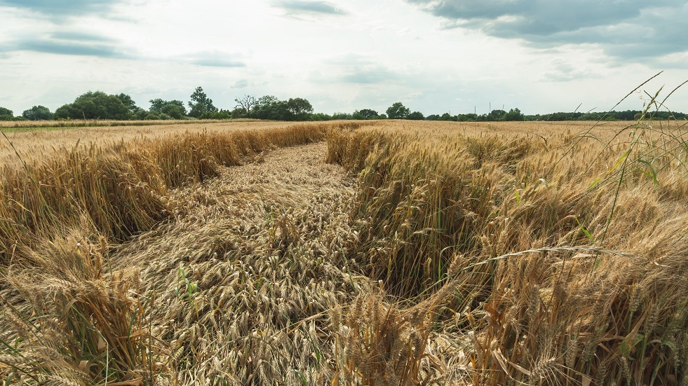 بولندا.. مزارعون غاضبون ينثرون 160 طنا من الحبوب الأوكرانية على الأرض