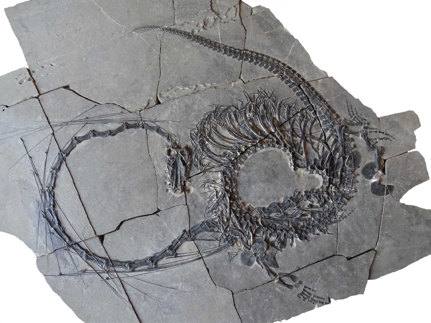 حفرية  Dinocephalosaurus orientalis