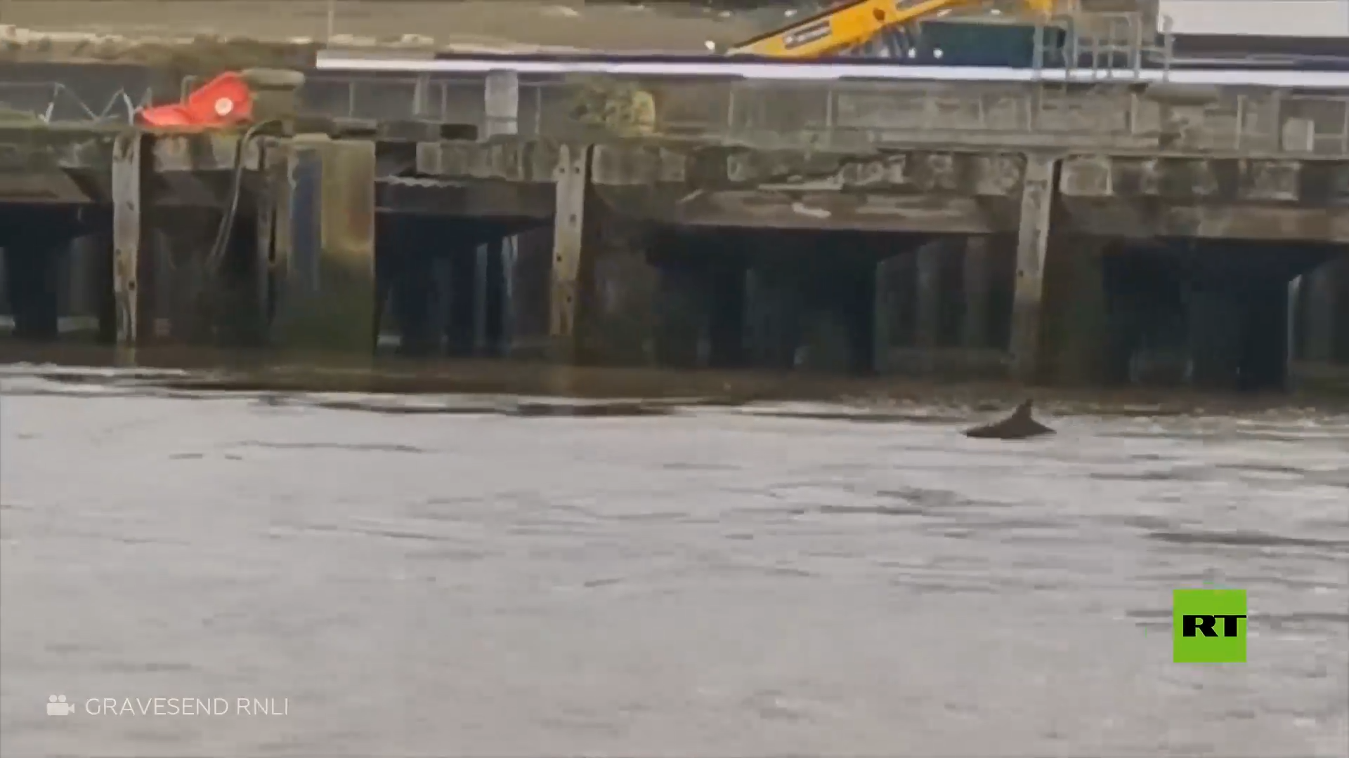 رصد 3 دلافين تطفو في نهر التايمز في بريطانيا