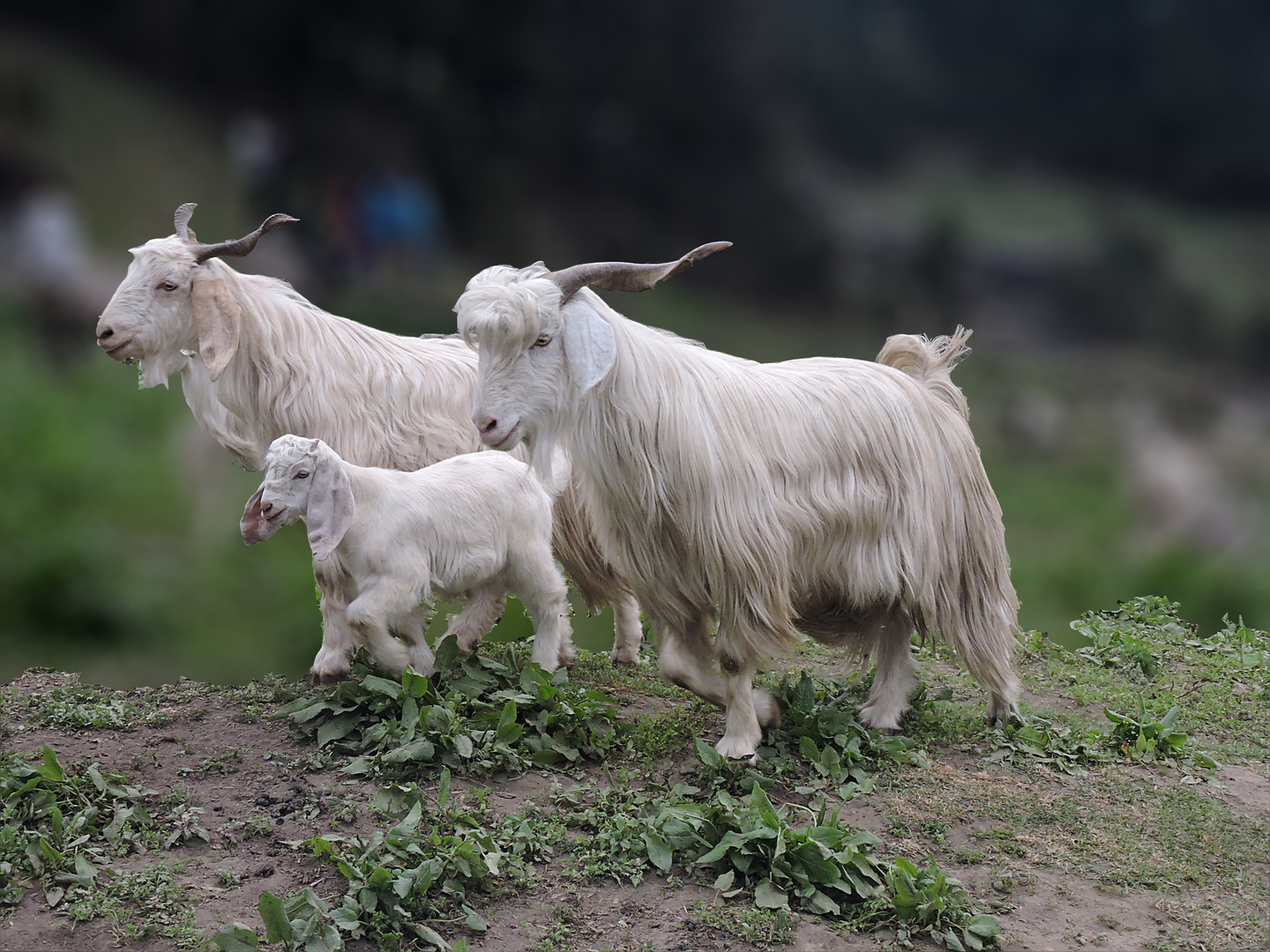 الصين.. نجاح عملية استنساخ اثنين من الماعز من السلالة التبتية