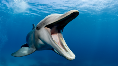 رصد أحد أندر الدلافين وأكثرها غرابة في العالم