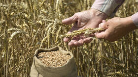 روسيا.. صادرات المنتجات الزراعية تتجاوز 43 مليار دولار