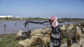 مستوطنون يهدمون منشآت زراعية ويسرقون الأغنام بالضفة الغربية (صور)