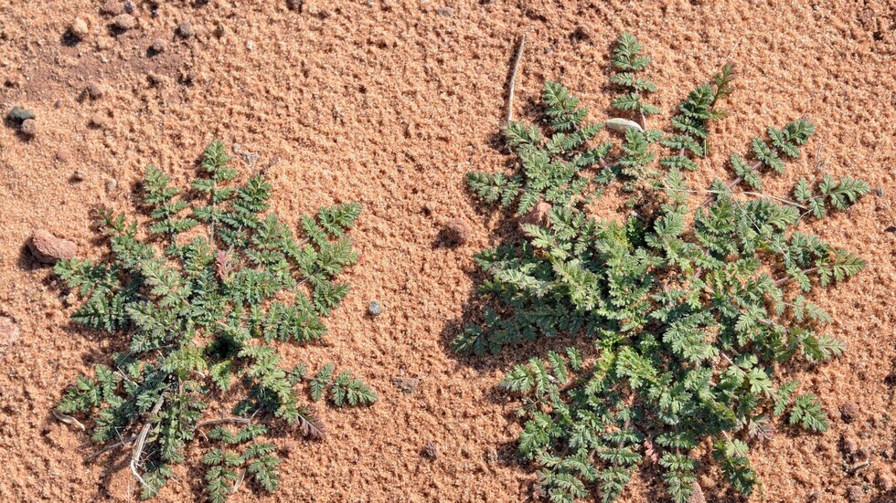 لأصحاب الترب القاحلة.. مستحضر جديد من روسيا لزيادة الخصوبة