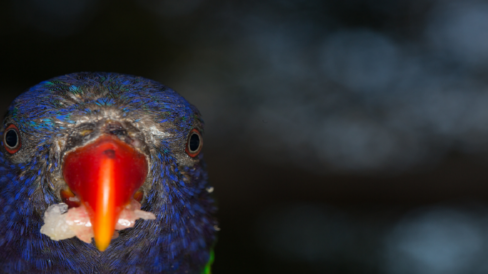 تحذير عاجل.. "حمى الببغاء" تجتاح أوروبا وتقتل 5 أشخاص