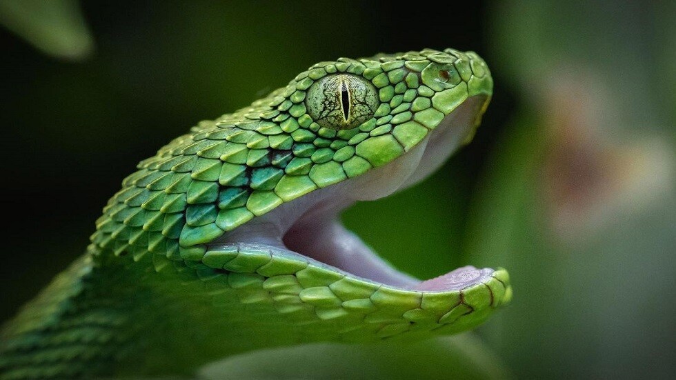 في حديقة فلوريدا.. كتلة من الثعابين المتزاوجة يزيد عرضها عن مترين تدهش العلماء (صور)