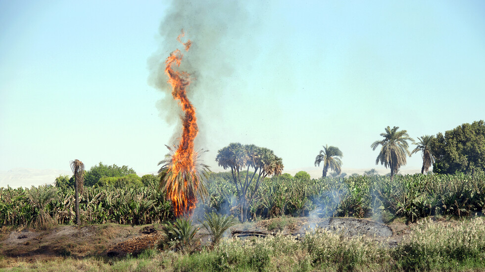 مصر..حريق كبير بمزرعة نخيل في محافظة الوادي الجديد وتفحم 50 شجرة (صور)